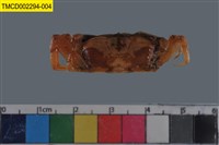 藏品(短身大眼蟹)的圖片